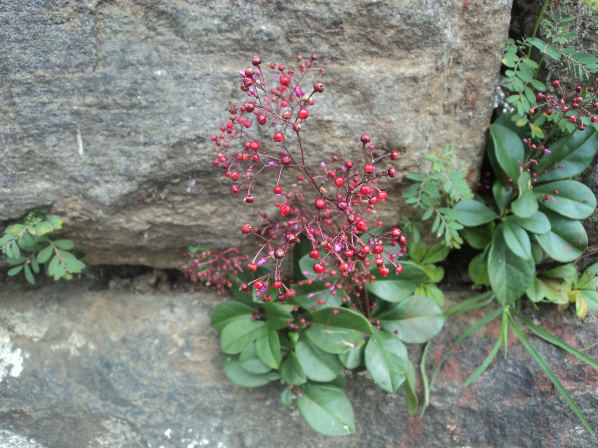 Talinum paniculatum (Jacq.) Gaertn.